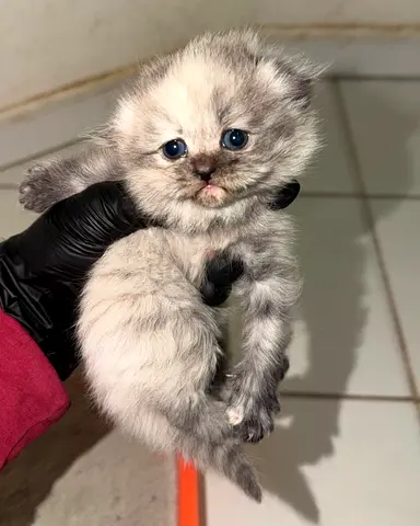 Scottish Fold Female Kitten