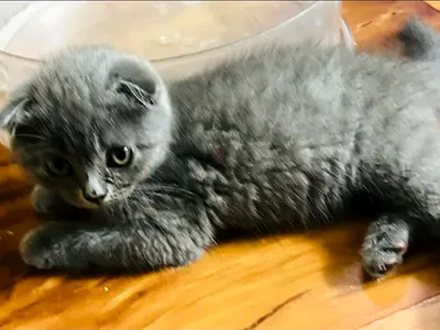 Scottish fold kitten