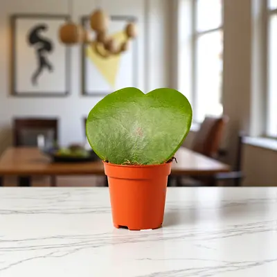 Hoya Kerrii (Heart-Shaped Plant) in Small Pot - Healthy Single Leaf