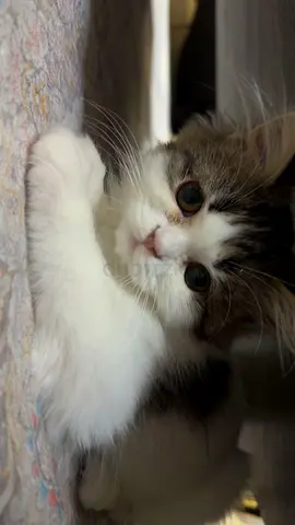 Free cat for adoption