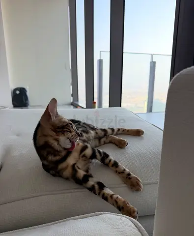 Bengal Female Kitten