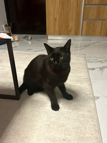 Friendly male cat available for adoption