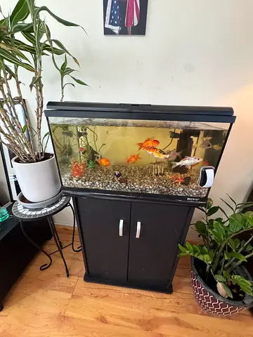 Fish tank with stand and fish and accessories