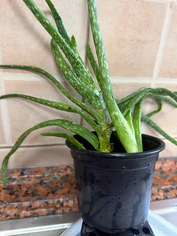 Baby  Aloe Vera Plant in Small Pot - Healthy Succulent, Great for Home