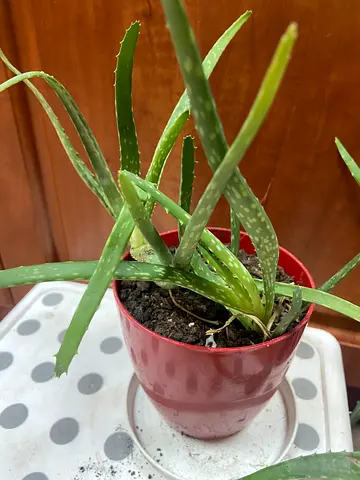 Small Aloe Vera Plant in plastic Pot - Easy Care Indoor Succulent
