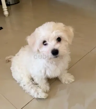2.5 Month Cream Havanese Puppy Available — Young, Friendly, Healthy and Playful Ready for a New Home