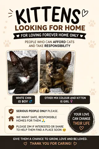 Two Kittens Looking for Forever Home —kittens from 7 months and 1 cat 3 years