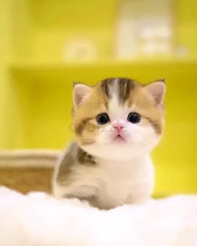 Adorable kittens