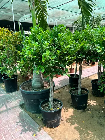 Braided Ficus Greenery - Potted Topiary Trees (Ready to Plant)