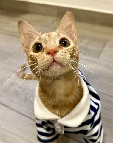 Cheetos - handsome, young & extra orange boy