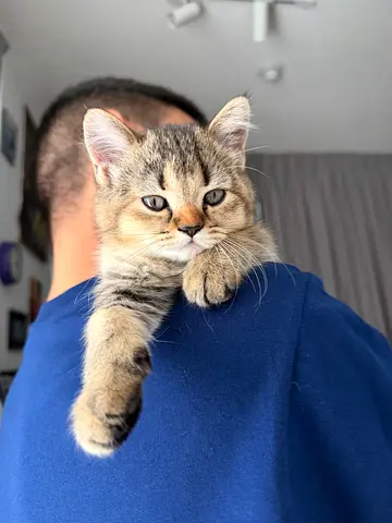 British short hair 2 month girl