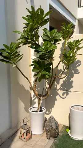 Large Potted Indoor/Outdoor - Healthy & Established with pot