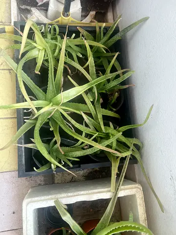Aloe vera plants in tray - healthy potted succulents