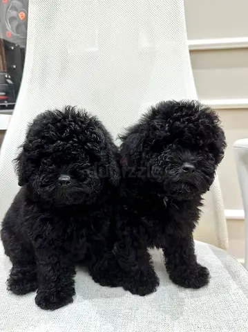 Poodle Puppies
