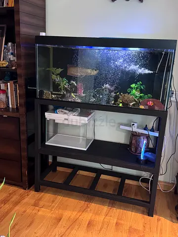 Arowana with Tailor made tank for Sale