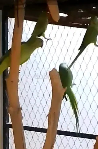Indian Ringnecks