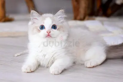 Ragdoll kittens