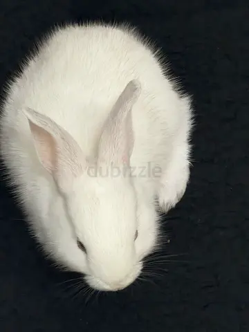 Rabbits free