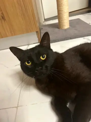 3y old black cat with all his accessories