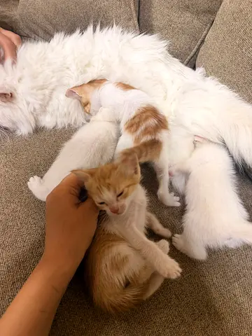 Pet