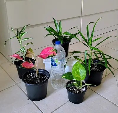 Small indoor potted plant bundle – mixed houseplants, ready to rehome