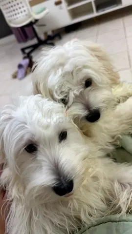 Two Maltese puppies, 4 months old, friendly and playful