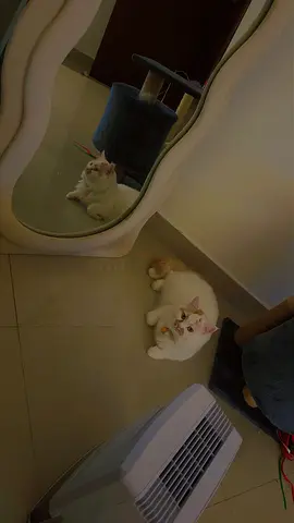 Friendly white cat looking for a new home