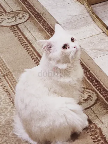 White long-haired cat - friendly adult, 17 Months old looking for new home male vaccinated Friebndly