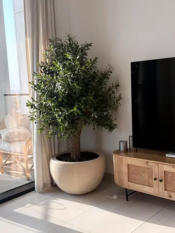 Large Potted Artificial Olive Tree in Cream Planter - Excellent Condition