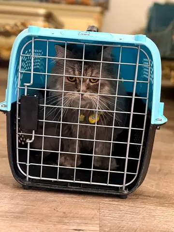 URGENT CAT FOR ADOPTION 🐱❤️ Owner suffers from allergies and asthma