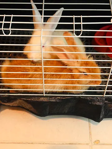 Adorable Rabbits 🐰❤️