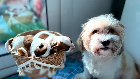 Malshii puppies