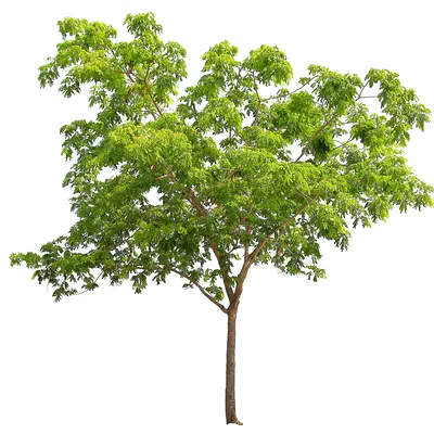 Araucaria Heterophylla (Star Pine/Triangle Tree/Living Christmas Tree) 300cm - 350cm (Pot: 50L)