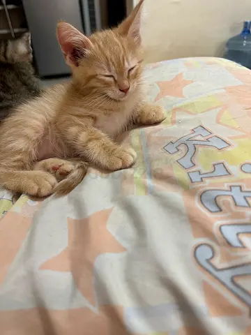 Kitten for adoption
