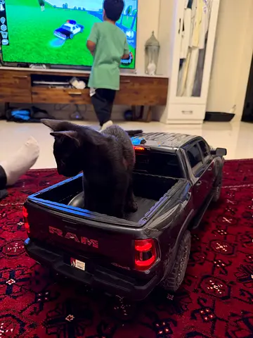 Friendly black cat available for adoption — good with kids