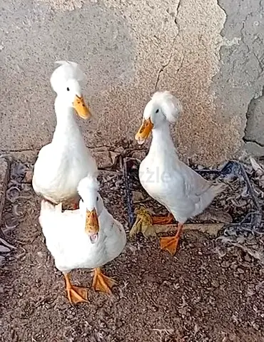 crested ducks