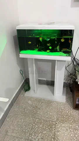 60cm Glass Aquarium with Stand and Accessories - Ready to Use (negotiable)