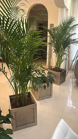 Areca Palm plant Extra Small, x2 Small and LARGE in plastic pots