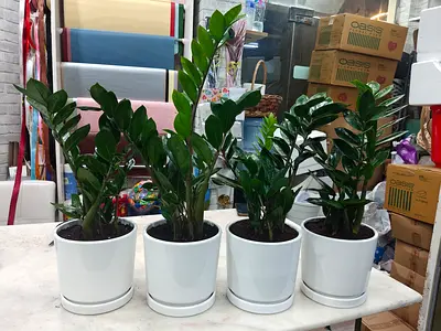 Zzz indoor plants