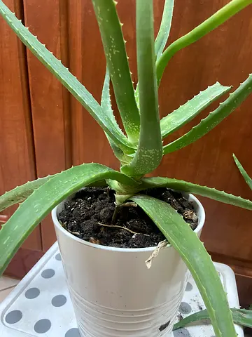 Healthy Aloe Vera Plant in White ceramic Pot — Ready to Replant