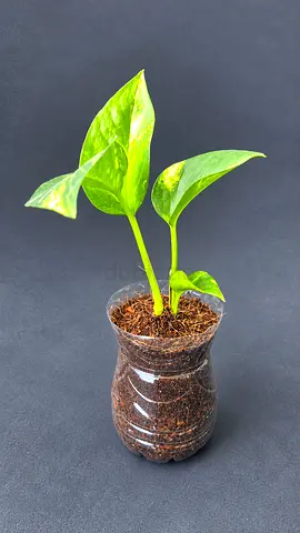 🪴ONLY 10 DH ‼️Golden Pothos / Money Plant ‼️