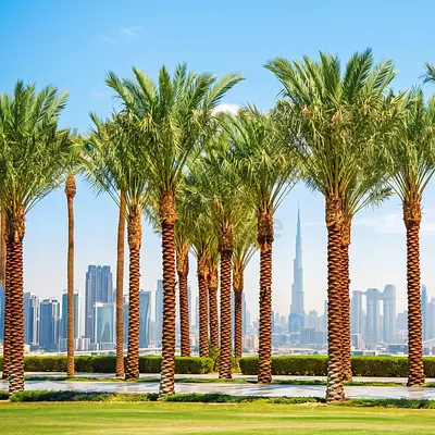 Date Palm Tree – Phoenix Dactylifera | Live Outdoor Palm for Gardens, Villas & Landscaping