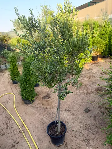 Outdoor Trees / Olive Small Trees - Ready to Plant