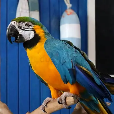Macaw parrots