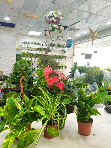 Indoor Plant Combo – Pothos, Spider Plant, Anthurium & Peace Lily