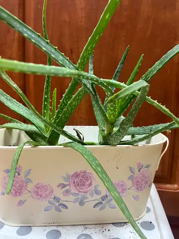 Aloe Vera Plant in Decorative Floral metal Pot - Healthy Indoor Succulent