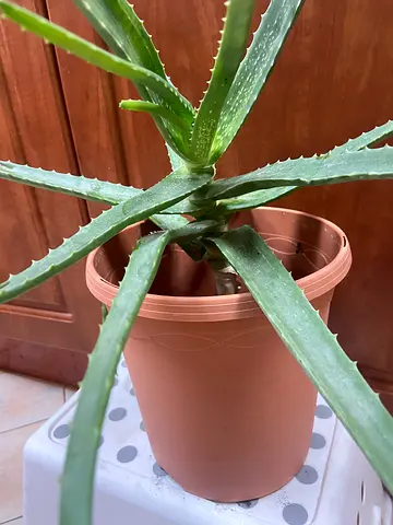 Aloe Vera Plant in form high quality Pot - Healthy Indoor Succulent