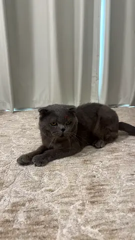 Scottish cat for adoption