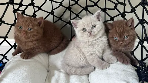British shorthair kittens