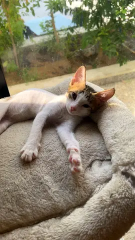 female kitten looking for a new home - friendly and playful